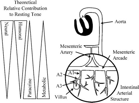 Theoretical contribution to vascular tone of the mediators from the ...