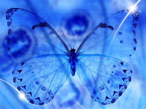 wallpaper: Blue Butterfly Art Wallpapers