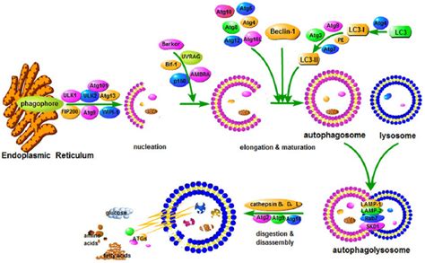 The autophagic (macroautophagy) pathway for cellular degradation. The ...