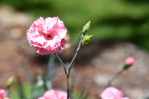 Dianthus Flower by TheBootesArtVoid on DeviantArt