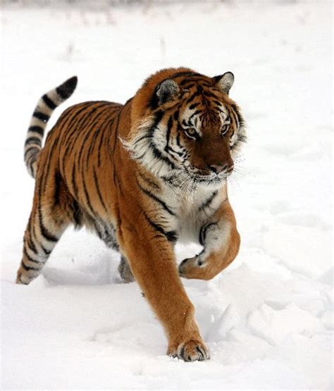 Tiger Conservation - Animal Facts and Information | Siberian tiger ...