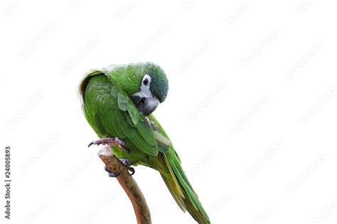 Parrot or macaw with green and yellow feathers isolated Stock Photo ...