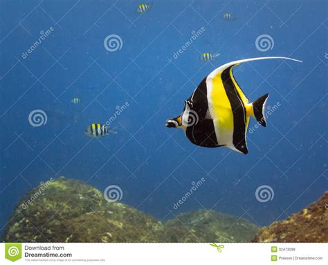 Yellow, Black, White Striped Tropical Fish Swim Castle Rock Reef Stock Photo - Image of komodo ...