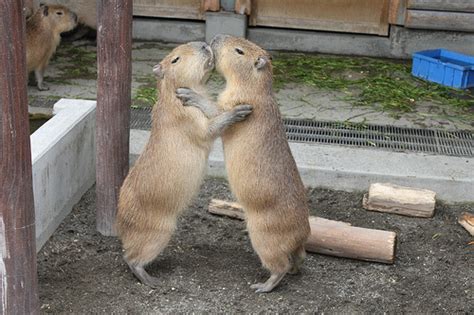 This Is Capybara Privilege