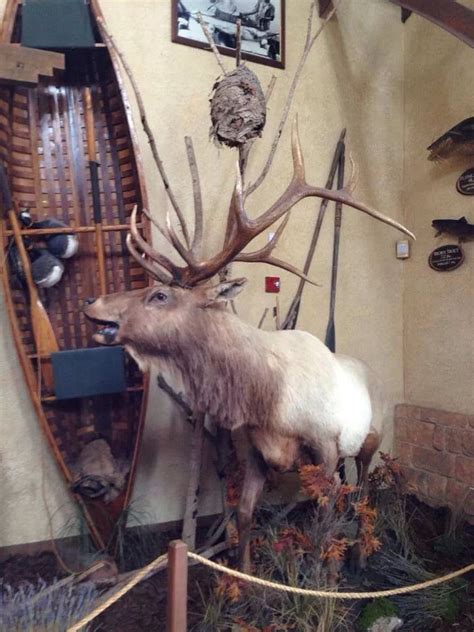 62 best images about Elk mounts. on Pinterest | Aspen trees, Pedestal ...