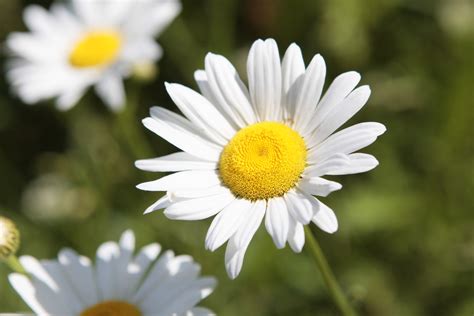 White And Yellow Filler Flowers : Statice Yellow - FloralSection.com - Perfect combination of ...