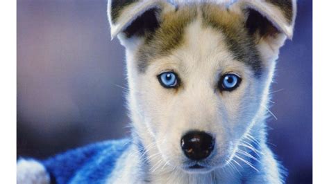 Siberian Huskies Wallpapers (86+ images)