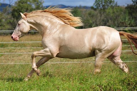 Andalusian Horse | WeNeedFun