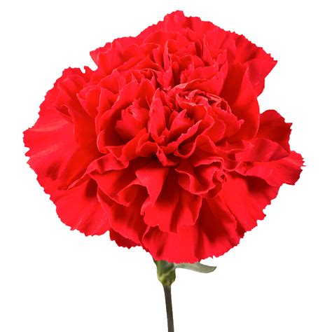 Red Carnations - Aisha Flowers