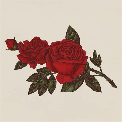 Hand drawn fresh red rose | free image by rawpixel.com | ดอกไม้, ภาพวาด, ท้องฟ้า