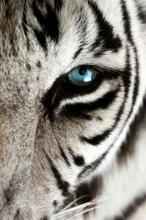 White Tiger close up | Animals wild, Animals, Big cats