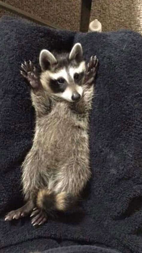 Baby Raccoon Takes First Steps Thanks to Custom Wheelchair