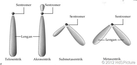 Bentuk Kromosom Dalam Teori Biologi