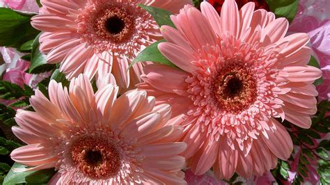 Download Pink Flower Nature Daisy Close-up Gerbera HD Wallpaper