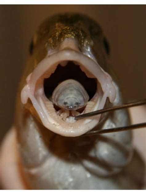 Tongue Parasites to People of Earth: Thank You For Your Overfishing