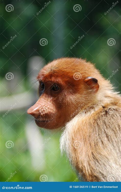 A Female Proboscis Monkey in Borneo Stock Image - Image of close, malaysia: 168136519