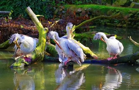 Spoonbill - Description, Habitat, Image, Diet, and Interesting Facts