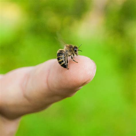 How To Make A Yellow Jacket Sting Stop Hurting at Sophia Cudney blog