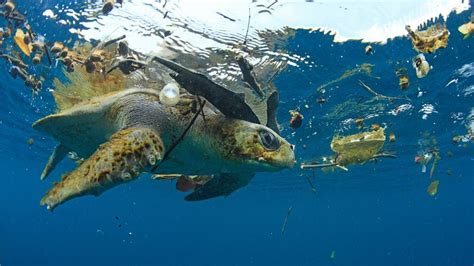 Five animals impacted by plastic pollution and how you can help protect ...