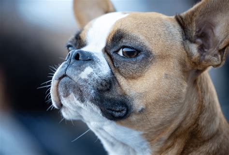 Boston Terrier Colors – Only Brindle, Seal & Black? | PawLeaks