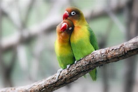 Most Beautiful Images Of Love Birds