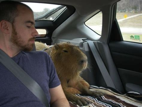 The Quest Continues: Introducing Capybara Webkit