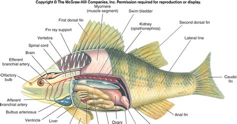 Spesial 40+ Gambar Ikan Lele Beserta Bagian-bagiannya