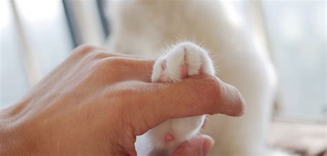 Cat Paws: Best Tips to Take Care l Womensecret.info