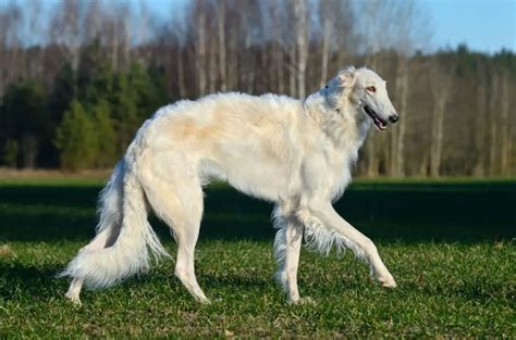 What Does a Borzoi Dog Look Like? - National Borzoi Club
