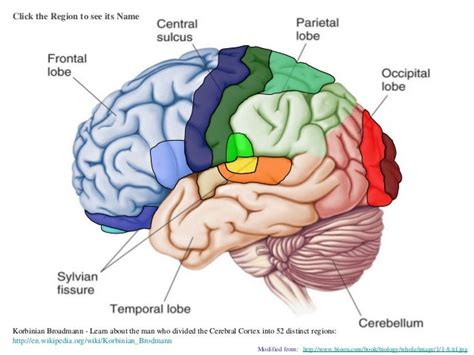 Irresti: Cortical Anatomical Regions