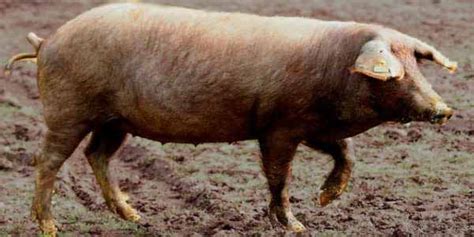 Breeds of Iberian Pigs. ¡LEARN MORE about SPANISH PORK BREEDS!