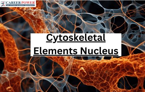 Cytoskeleton - Definition, Types, Structure and Functions