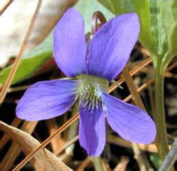 Wisconsin State Flower: Wood Violet