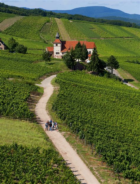 Alsace Wine Region: A Guide for Enthusiasts | Wine Folly