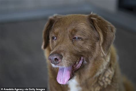 Bobi, The World's Oldest Dog, Dies Five Months After Celebrating His ...