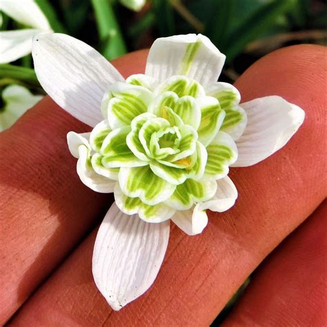 Galanthus Double Snowdrop 'Flore Pleno' – Easy To Grow Bulbs