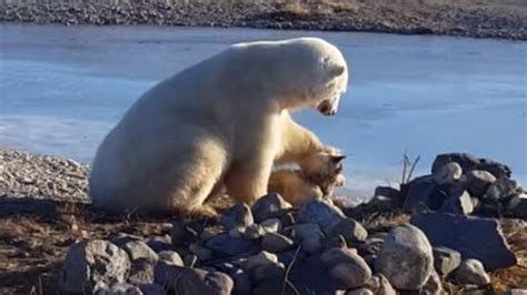 Polar bear seen petting dog in viral video kills a husky in the same pack - BBC News