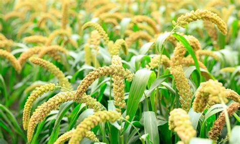 Foxtail Millets - Benefits, Nutrition and 6 Delicious Recipes