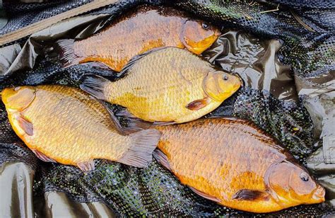 The Crucian Carp: A Fascinating Species Guide