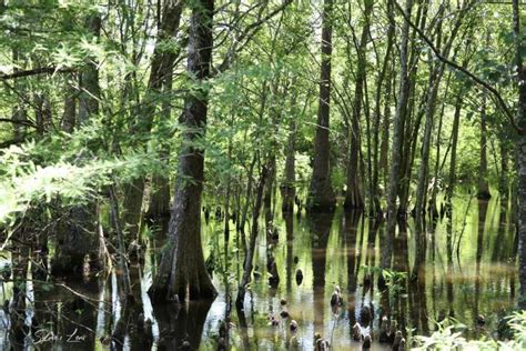 Santee National Wildlife Refuge – Sylvie's Adventures