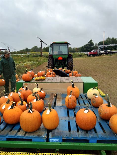 Tips for Harvesting and Caring for Beautiful Pumpkins | The Drummer and ...