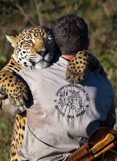 Jaguar Conservation Fund - JOING US ON JAGUAR CONSERVATION