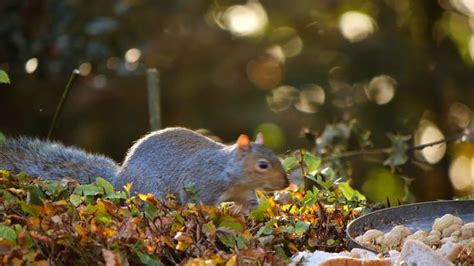 A Squirrel Eating Nuts Free Stock Video Footage, Royalty-Free 4K & HD ...