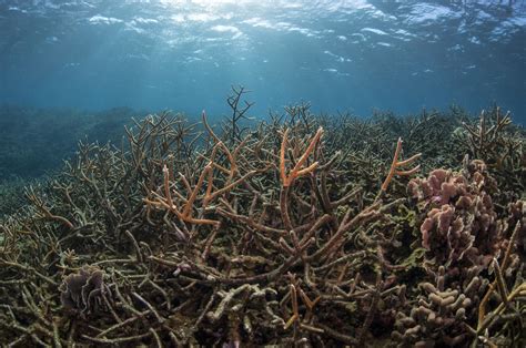 Australia, one third of the Great Barrier Reef has died