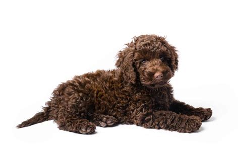 Labradoodle puppy care: Provide healthy food, exercise, regular grooming