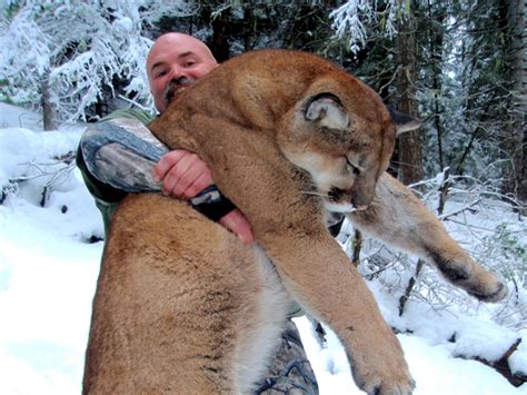 Montana Hunting Outfitter | Mountain Lion Hunting, Best MT cougar ...