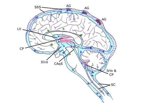 Hydrocephalus Shunt Surgery | Hydrocephalus Surgery | C.N.S. Neurosurgery