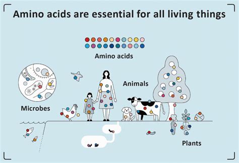 What Are Amino Acids? | Amino Acids Explained | Amino Acids | Ajinomoto Group Global Website ...