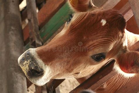 Cow feeding stock photo. Image of natural, straw, dairy - 17553496