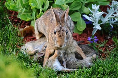 can you adopt a wild baby bunny - Birdie Nagel